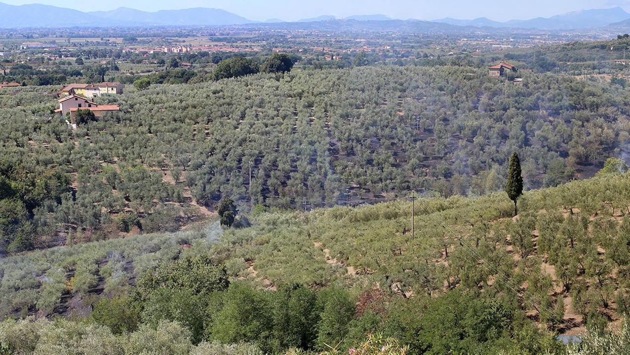 L'area dell'incendio vista dall'alto (foto Nucci)
