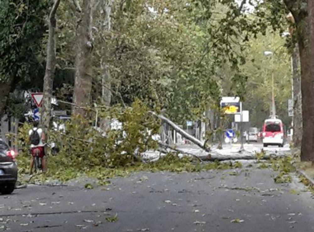 Violente raffiche di vento a Reggio Emilia: danni e alberi abbattuti