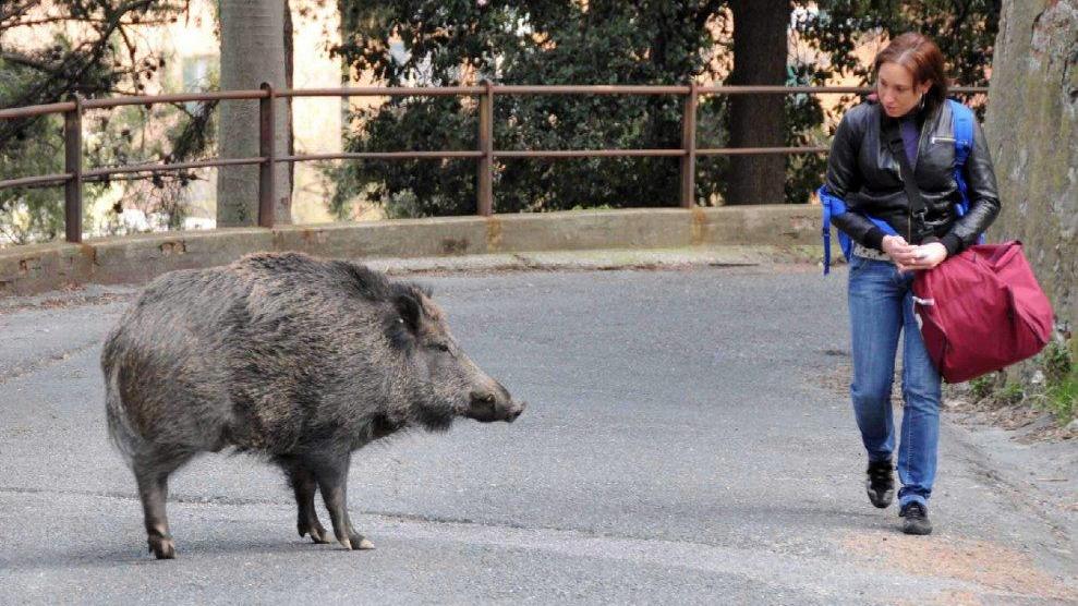 Un cinghiale a Genova (foto Repubblica Genova)