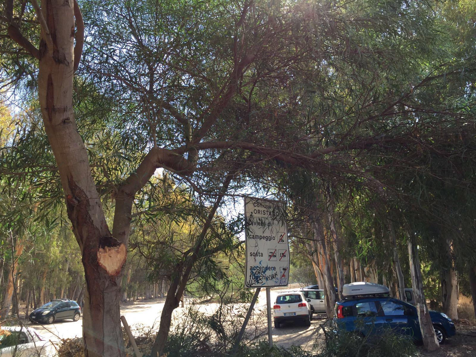 Una delle piante potate in pineta a Torregrande