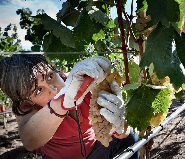 Vendemmia, un’ottima annata 