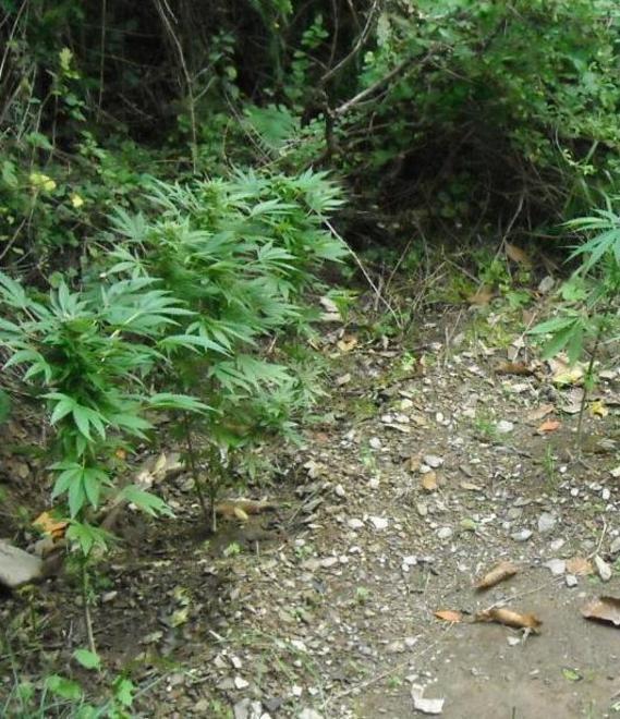 Piante di marijuana a “Monte Corte”
