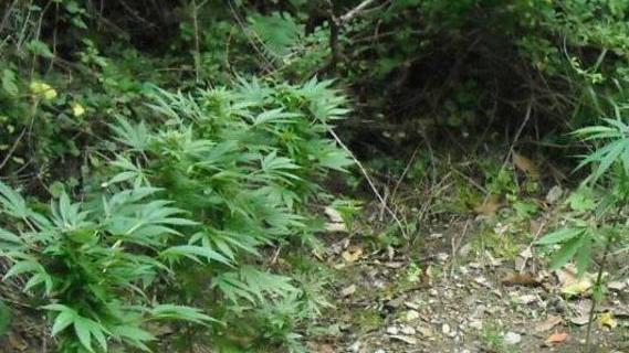 Piante di marijuana a “Monte Corte”