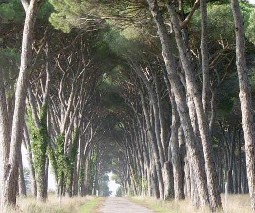 Una passeggiata a... sei zampe