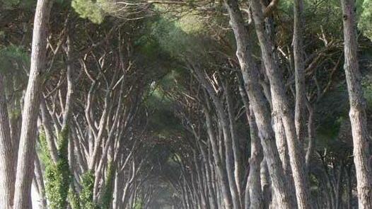 Una passeggiata a... sei zampe