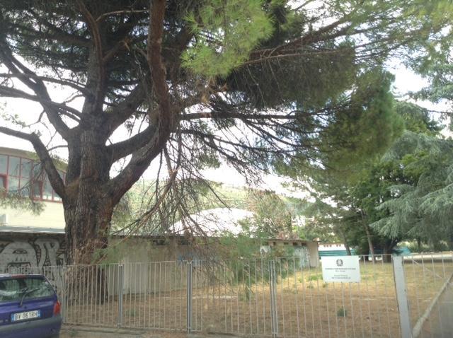 Il ramo pericolante all'ingresso della scuola Mandela