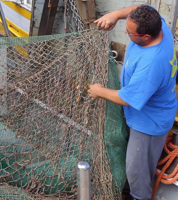 Ritorno in Adriatico disastroso: le reti si riempiono solo di vermi 