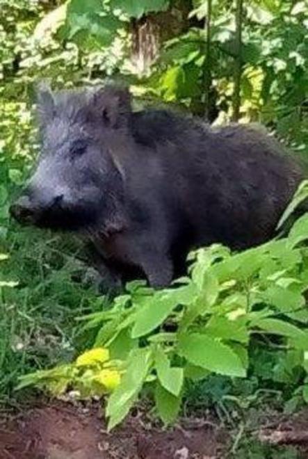 Fuori strada con l’auto per colpa di un cinghiale 