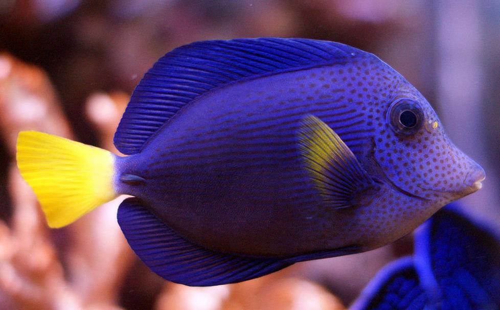 da un acquario a tavolara