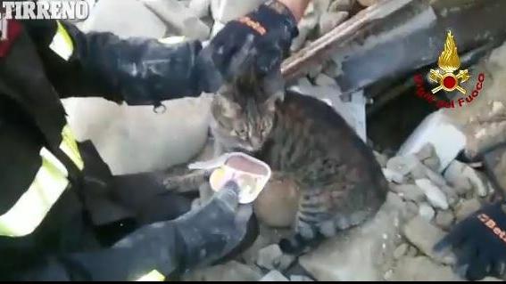 Il gatto subito essere stato liberato dalle macerie dai vigili del fuoco
