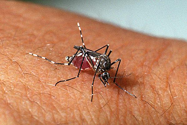 Modena, confermato è un caso di dengue: proseguono i trattamenti 