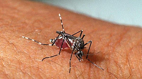 Modena, confermato è un caso di dengue: proseguono i trattamenti