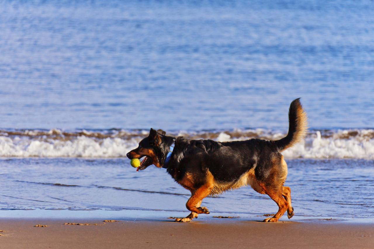 Un cane in spiaggia (foto d'archivio)