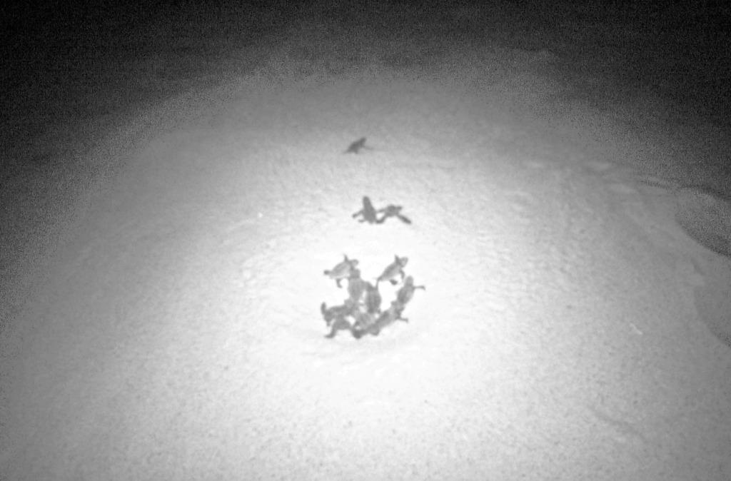 La schiusa del nido di tartarughe Caretta caretta sulla spiaggia di Campus a Villasimius (Bulla)