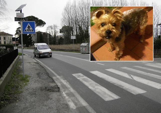 Via Pisana, dove è avvenuto il furto. Nel riquadro il cane ucciso
