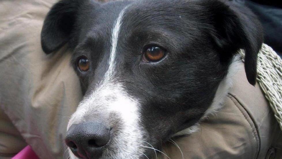 Da ottobre stop alla reperibilità veterinaria