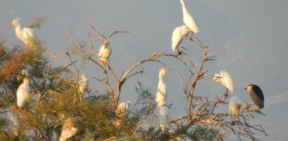 L’oasi non cresce la Lipu attacca il comitato faunistico 