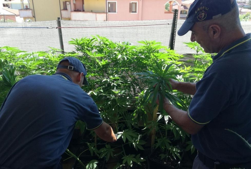 Coltivava droga nella serra in casa 