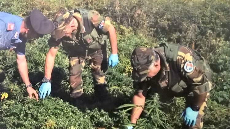 La piantagione di marijuana scoperta dai carabinieri nelle campagne di Oliena