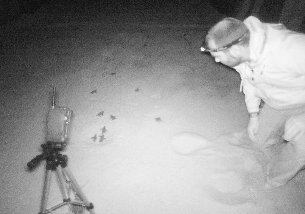 La schiusa delle uova nel nido della Caretta caretta sulla spiaggia di Campus (Bulla)