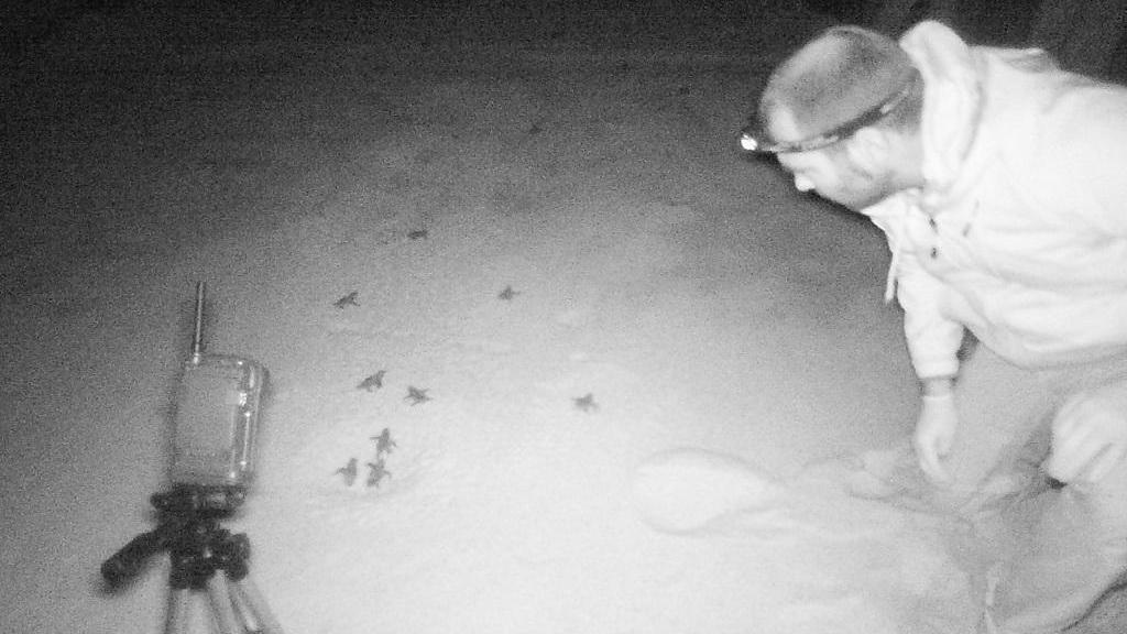 La schiusa delle uova nel nido della Caretta caretta sulla spiaggia di Campus (Bulla)