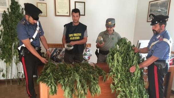 Coltivazione di canapa indiana Patteggia uno degli eremiti 
