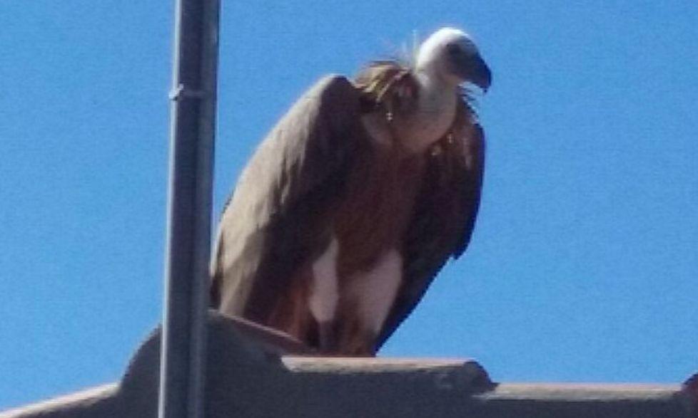 Il piccolo grifone salvato di s'Abba Drucche