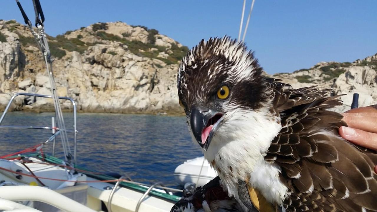 Il falco pescatore sulla barca di Andrea Mura