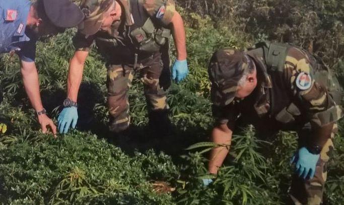 Coltivava marijuana: 25enne in manette