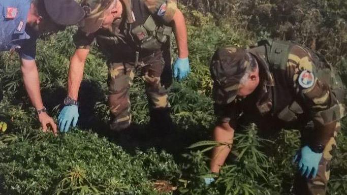 Coltivava marijuana: 25enne in manette