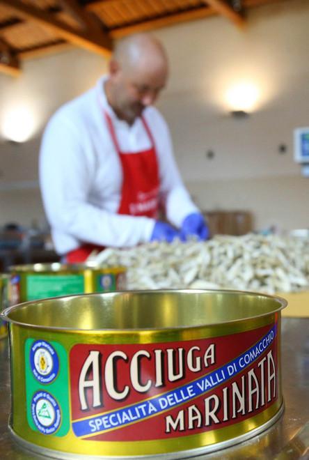 Un nuovo progetto punta sulle acciughe 