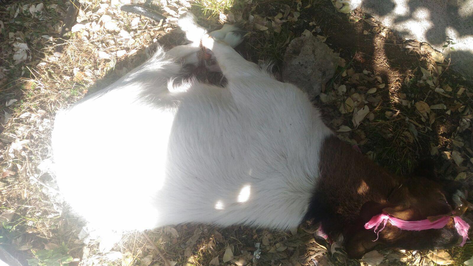 La capra legata trovata alla Leccia 