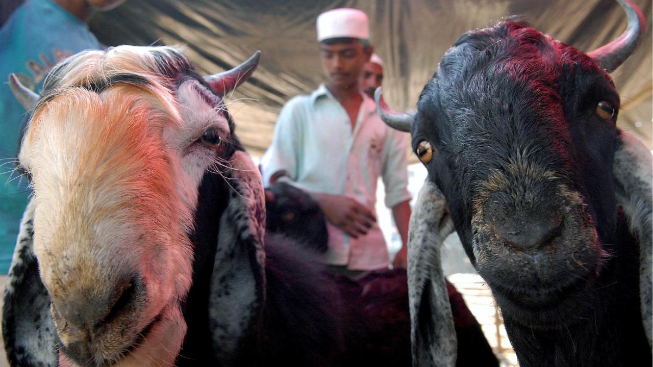 Le capre sono tra gli animali utilizzati durante la Pasqua Islamica (foto d'archivio)