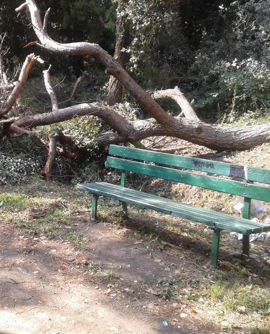 Grosso ramo si schianta vicino a una panchina