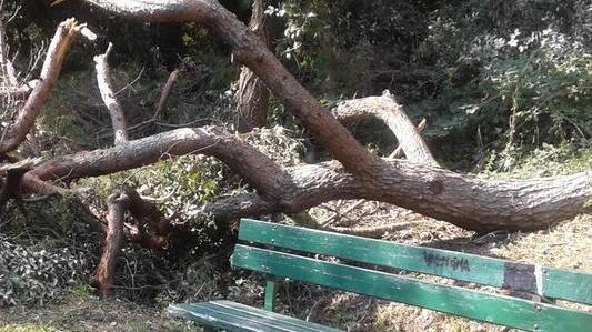 Grosso ramo si schianta vicino a una panchina