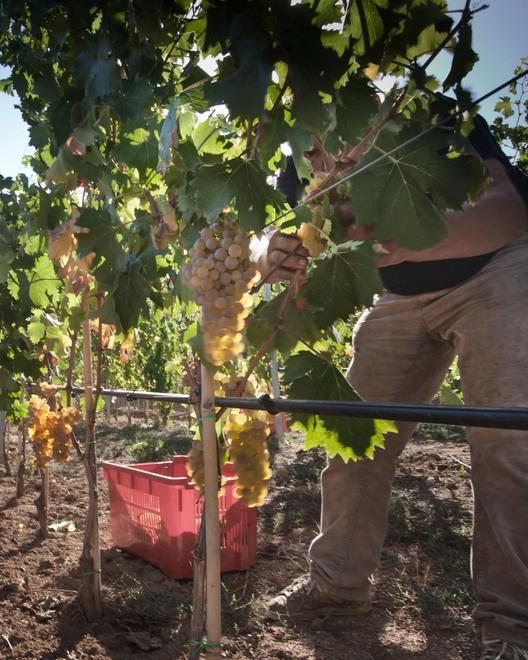 I vini della cantina Siddura al Merano Wine Festival