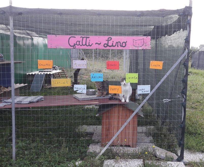 È nata la casa per i gatti abbandonati dall’uomo 
