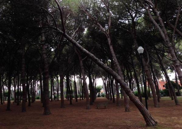 Pineta Marradi da risanare via al taglio degli alberi 