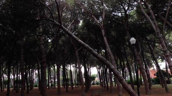 Pineta Marradi da risanare via al taglio degli alberi