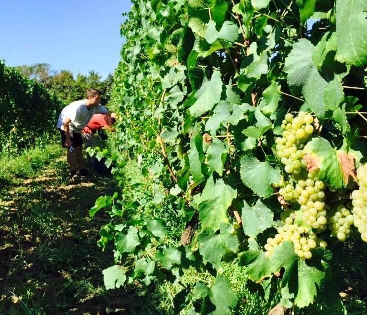 Un’annata da ricordare per il vino della lucchesia 
