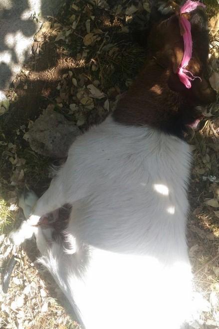 Capra imbavagliata e legata alla Leccia È giallo sul movente 