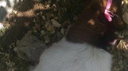 Capra imbavagliata e legata alla Leccia È giallo sul movente