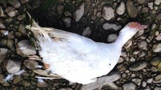 Odori e morìa di fauna nel Crostolo in secca
