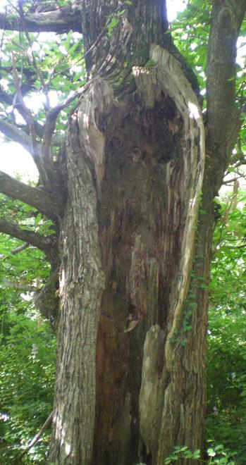 I patriarchi del bosco, narratori di storia 