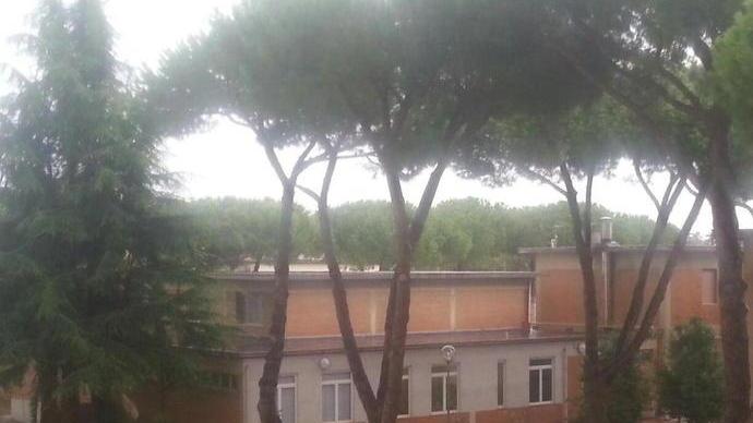 Crolla un ramo nel parco