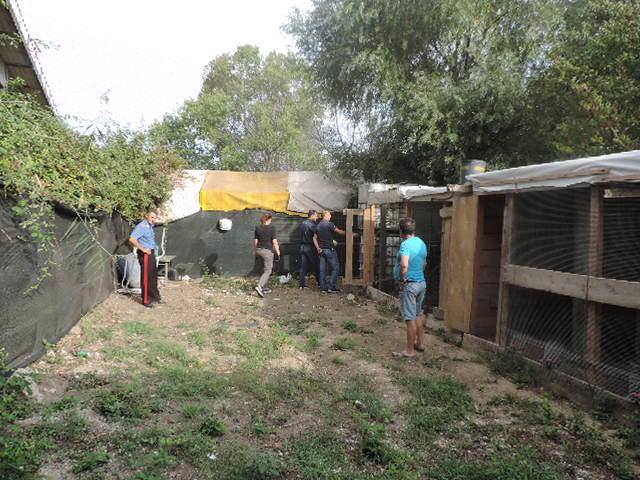 Animali rinchiusi in baracche abusive a Pian di Rota, denunciato 