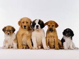 Cuccioli di cane