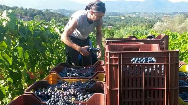 La vendemmia diventa una festa