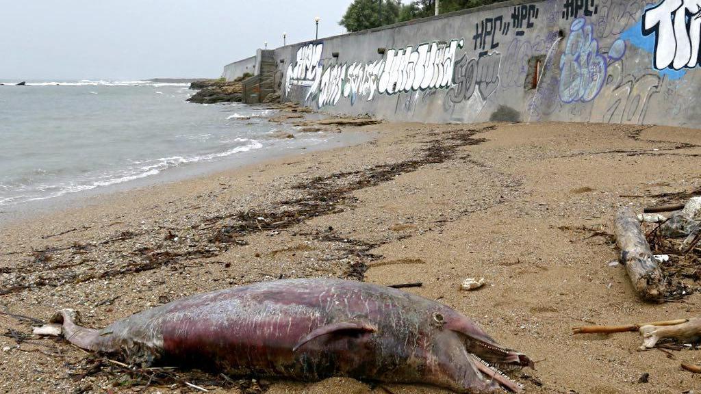 Il delfino portato dal mare sulla spiaggia della Vela (Marzi Pentafoto)