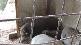 Animali rinchiusi in baracche abusive nei guai un livornese